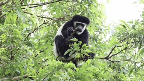 Monkey Feeding on Leaves in Forest Trees in Africa, Black and White Stock Footage 285115261