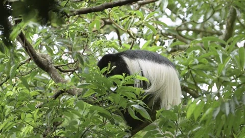 Monkey Feeding on Leaves in Forest Trees in Africa, Black and White Colobus Stock Footage 298209721
