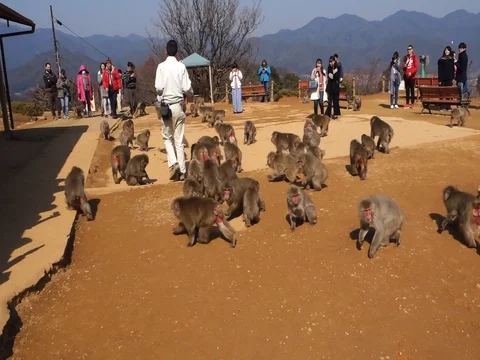 Monkey feeding show at monkey park in Arashiyama, Kyoto, Japan Stock Footage 82098411