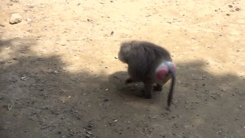 The monkey feeds on food thrown to it by tourists Stock Footage 240348470