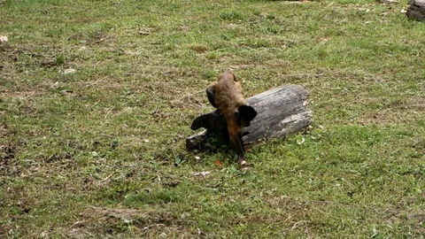 The monkey that feeds Stock Footage 107779378