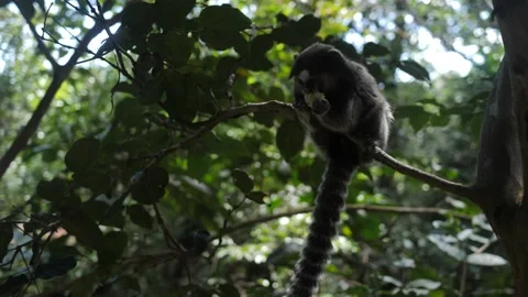 A monkey feeds on fruit in the woods of the Chapada Diamantina, Bahia, Brazil Stock Footage 138656333