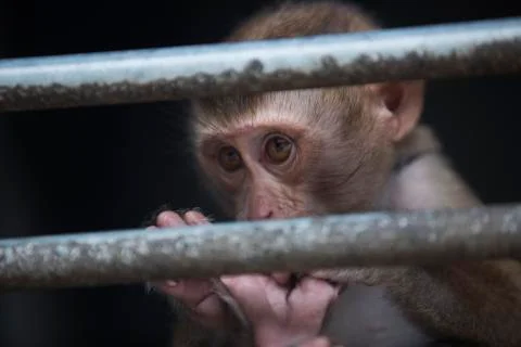 Monkey feet cleaning colored  Stock Photos