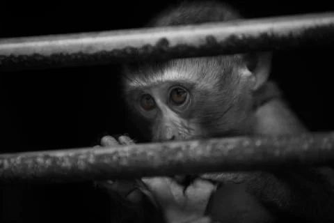 Monkey feet cleaning  Stock Photos