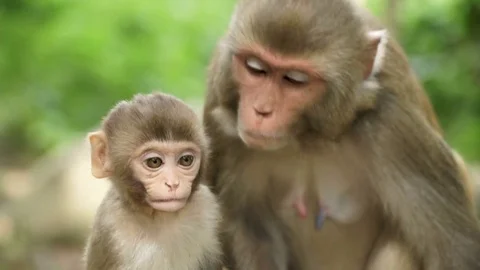 A monkey female with a cub in the jungle Stock Footage 82779540