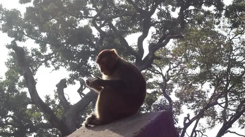 Monkey on the fence. Approach by using the slider. Stock Footage 58913892