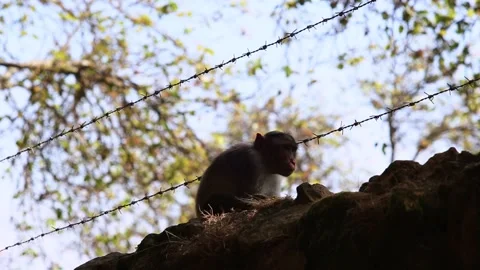 Monkey on the fence Stock Footage 147554499