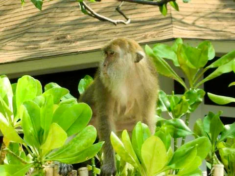 Monkey on a fence Stock Photos