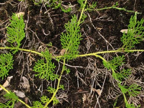 Monkey fern Stock Photos