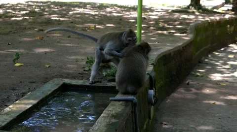 Monkey fighting 動画素材 50875751