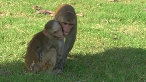 Monkey fighting funny video Stock Footage 218344321