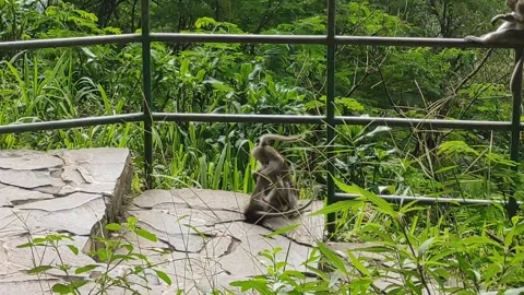 Monkey Fighting With His Brother 库存影片 277616010