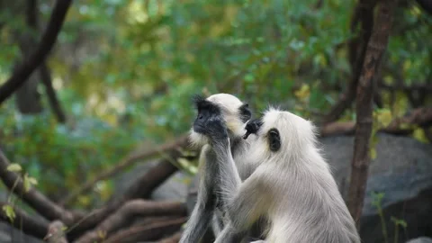 Monkey find insects from another monkey and eats them, monkey caring for each ot Stock Footage 138713177