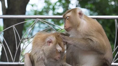 Monkey finding flea on younger at nation park. Stock Footage 156816182