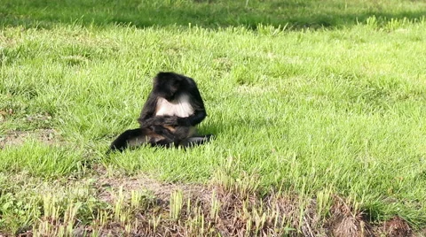 Monkey finding fleas Stock Footage 57509155