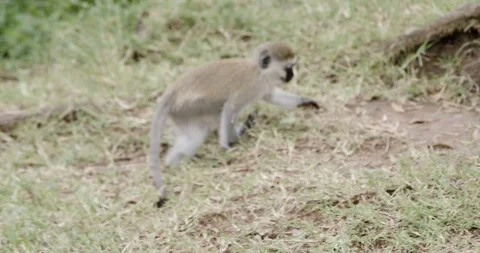 Monkey finds a piece of plastic Stockbeeldmateriaal 124670990