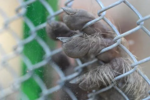 Monkey fingers Stock Photos