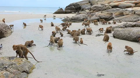 Monkey flock on sea beach Video stock 65411505