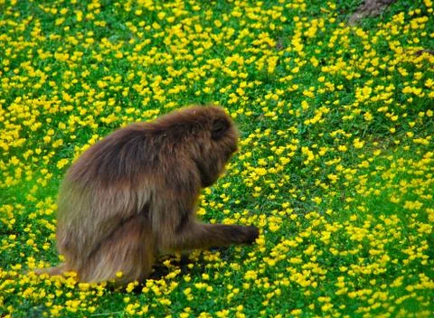 Monkey in the flower field Stock Photos