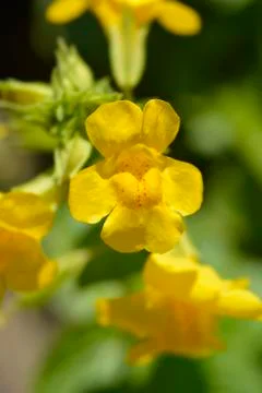 Monkey flower Stock Photos
