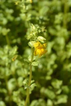 Monkey flower Stock Photos