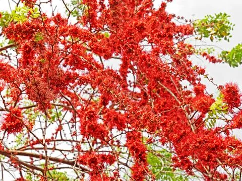 Monkey Flower Tree or Fire of Pakistan with Green Leaves Photos