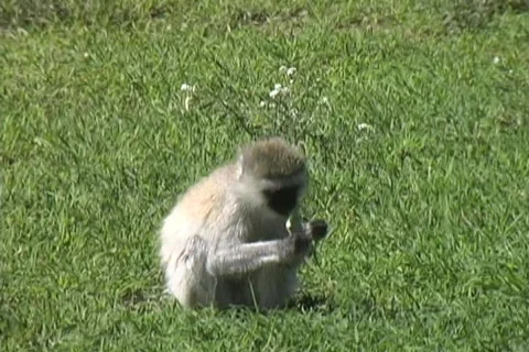 Monkey Stock Footage 125692