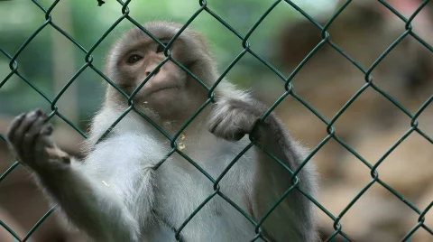 Monkey Stock Footage 492909