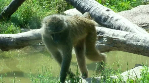 Monkey Stock Footage 504558