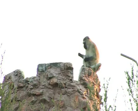 Monkey Video stock 547797