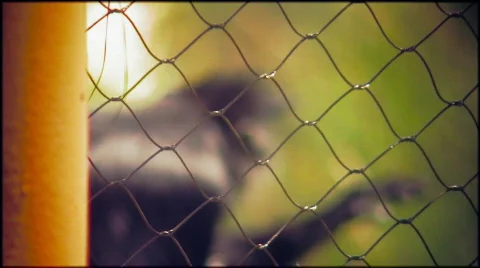 Monkey Stock Footage 681529