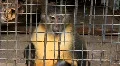 Monkey HD Footage