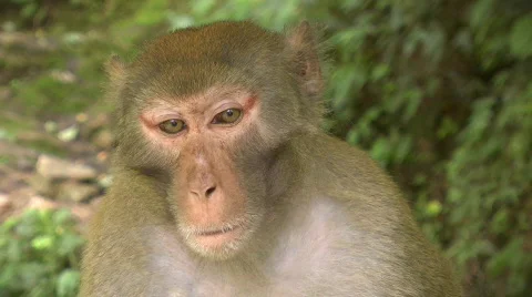 Monkey Video stock 789969