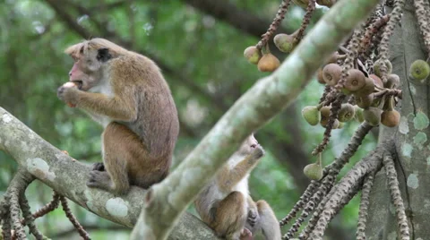 Monkey Video stock 1078579