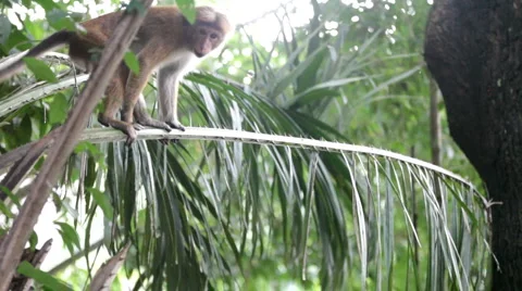 Monkey Stock Footage 1078812