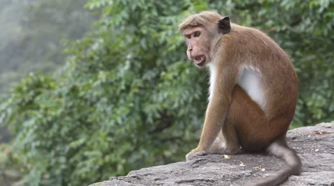 Monkey Stock Footage 1080440