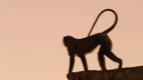 Monkey Video stock 1209249