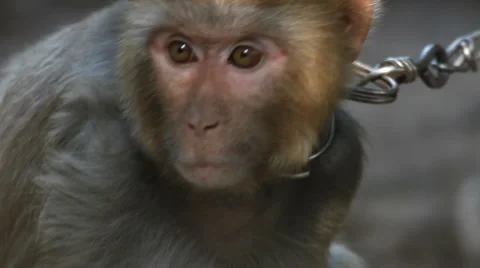 Monkey Stock-Footage 3677901