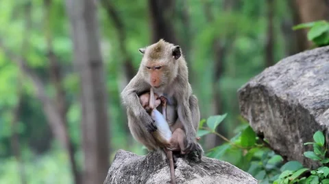 Monkey Video stock 4814264