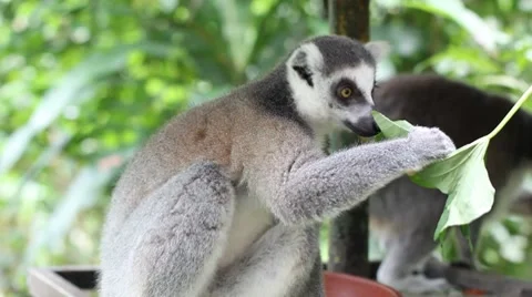 Monkey Stock Footage 7762960