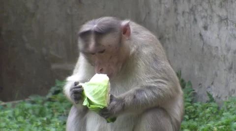 Monkey Stock Footage 8787525