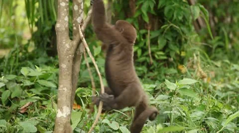 Monkey Stock Footage 10736906