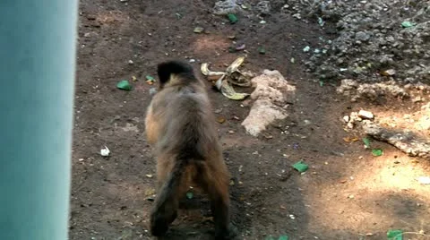 Monkey Stock Footage 10926757