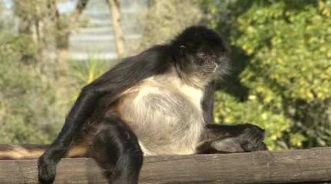 Monkey Video stock 11016025
