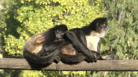 Monkey Video stock 11016562