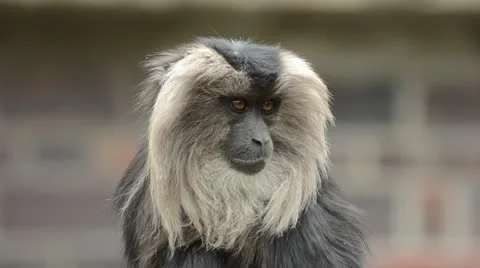 Monkey Video stock 11405112