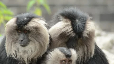 Monkey Stock Footage 11408053