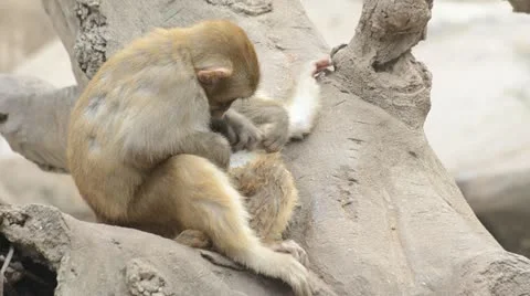 Monkey Stock Footage 12016046