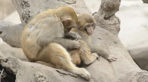 Monkey Stock Footage 12016051