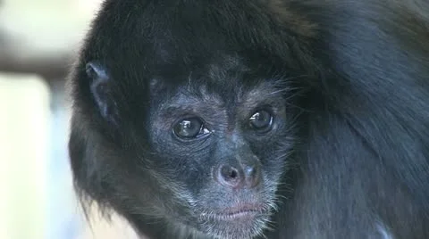 Monkey Stock Footage 12312051